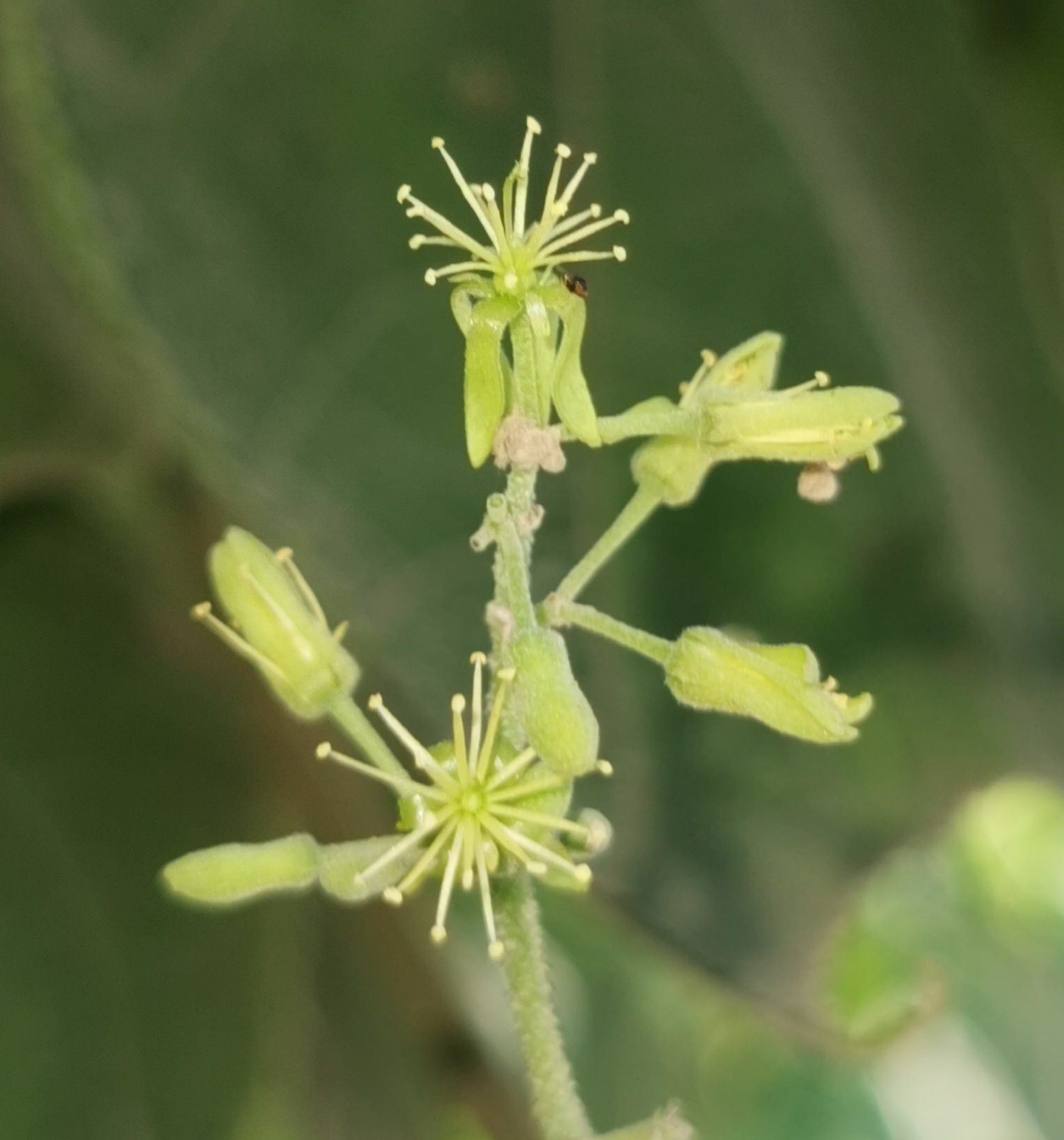 Heliocarpus terebinthinaceus